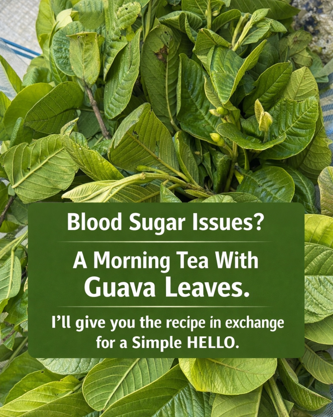 uava leaf tea has become one of the most talked-about natural drinks in the world of herbal wellness. For centuries, people in tropical regions have used the leaves of the guava tree (Psidium guajava) as a traditional remedy for digestive issues, infections, and metabolic health. Today, modern research confirms that these leaves contain powerful antioxidants and plant compounds that may support overall well-being.  This simple herbal infusion is easy to prepare at home and offers a wide range of potential health benefits. In this article, you’ll discover the properties of guava leaf tea, its possible benefits, and the easiest way to prepare it.    What Is Guava Leaf Tea?  Guava leaf tea is an herbal infusion made from the leaves of the guava tree, a tropical plant native to Central and South America and widely cultivated across Asia and other warm regions.  Unlike the sweet fruit, guava leaves have a slightly earthy and mild flavor. When brewed in hot water, they release a variety of beneficial compounds such as flavonoids, tannins, and polyphenols that are known for their antioxidant and anti-inflammatory effects.  These natural substances help explain why guava leaves have long been used in traditional medicine systems around the world. Nutritional Properties of Guava Leaves  Guava leaves are considered a nutritional powerhouse due to their rich composition of bioactive compounds. Scientists have identified numerous phytochemicals responsible for their health-promoting effects.  Some of the most important components include: 1. Powerful Antioxidants  Guava leaves contain antioxidants such as quercetin, catechin, and gallic acid. These compounds help neutralize harmful free radicals in the body and reduce oxidative stress. 2. Anti-Inflammatory Compounds  Flavonoids and tannins in the leaves may help reduce inflammation, which is linked to many chronic diseases. 3. Natural Antibacterial Agents  Research shows that guava leaves have antimicrobial properties that may help fight certain bacteria and support digestive health. 4. Vitamins and Minerals  Like the fruit, guava leaves contain nutrients such as vitamin C, potassium, and carotenoids that support immune function and overall wellness.  Thanks to this unique nutritional profile, guava leaf tea is often considered a natural health tonic. Top Health Benefits of Guava Leaf Tea 1. May Help Regulate Blood Sugar  One of the most widely studied benefits of guava leaves is their potential effect on blood sugar control.  Research suggests that compounds in guava leaves may reduce glucose absorption and improve insulin resistance, helping stabilize blood sugar levels. Tired of Spider Veins? The Kitchen Trio That Might Soothe Your Legs  For this reason, guava leaf tea is sometimes used as a natural support drink for people concerned about diabetes or metabolic health. 2. Supports Digestive Health  Guava leaf tea has long been used as a traditional remedy for digestive discomfort.  Studies indicate that guava leaf extract may help reduce the duration and intensity of diarrhea and may also help balance gut bacteria.  Additionally, the tea may help relieve:      Bloating      Stomach cramps      Indigestion      Mild intestinal infections  Its antimicrobial and anti-inflammatory properties contribute to these effects. 3. May Promote heart health  Guava leaves contain antioxidants and compounds that may benefit cardiovascular health.  Some research indicates that guava leaf extract may help:      Lower LDL (“bad”) cholesterol      Increase HDL (“good”) cholesterol      Reduce blood pressure  These effects are believed to result from the plant’s high antioxidant content, which helps protect blood vessels from oxidative damage. How to Care for Aging Skin and Keep Your Glow at Any Age 4. Helps with Weight Management  Many people drink guava leaf tea as part of a healthy lifestyle for weight management.  The tea may help regulate carbohydrate metabolism and reduce sugar absorption after meals. Some studies also suggest it may help control appetite and improve metabolism.  While it is not a miracle solution, combining guava leaf tea with a balanced diet and regular exercise may support healthy weight goals. 5. Strengthens the immune system  Because guava leaves contain antioxidants and vitamin-rich compounds, drinking the tea may help strengthen the immune system.  Antioxidants help protect the body against cellular damage and support immune defenses against infections and illness.  Regular consumption may contribute to overall health and resilience. 6. May Improve Skin Health  Guava leaves are sometimes used in natural skincare because of their antibacterial and anti-inflammatory properties.  Drinking the tea or applying guava leaf extracts topically may help:      Reduce acne      Calm skin irritation      Promote clearer skin  These benefits are linked to the antimicrobial compounds found in the leaves. How to Prepare Guava Leaf Tea  Making guava leaf tea at home is extremely simple and requires only two ingredients. Ingredients      4–5 fresh guava leaves (or 1–2 teaspoons dried leaves)      2 cups of water     Digestive Infusion with Flaxseed, Chia, Apple, and Ginger: A Natural Boost for Your Gut      Optional: honey or lemon  Preparation Method      Wash the guava leaves thoroughly.      Bring the water to a boil in a small pot.      Add the leaves to the boiling water.      Let them simmer for about 10–12 minutes.      Strain the tea into a cup.      Add honey or lemon if desired.  The result is a mild herbal drink with a slightly earthy flavor.