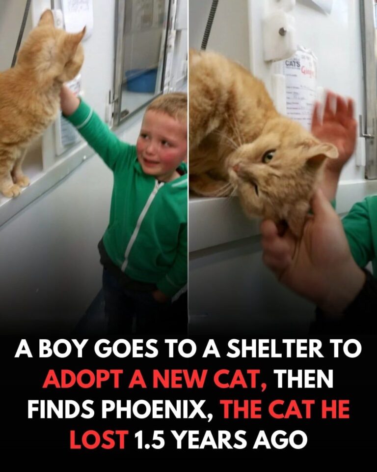 A Little Boy’s Tears of Joy When He Found His Lost Cat Again