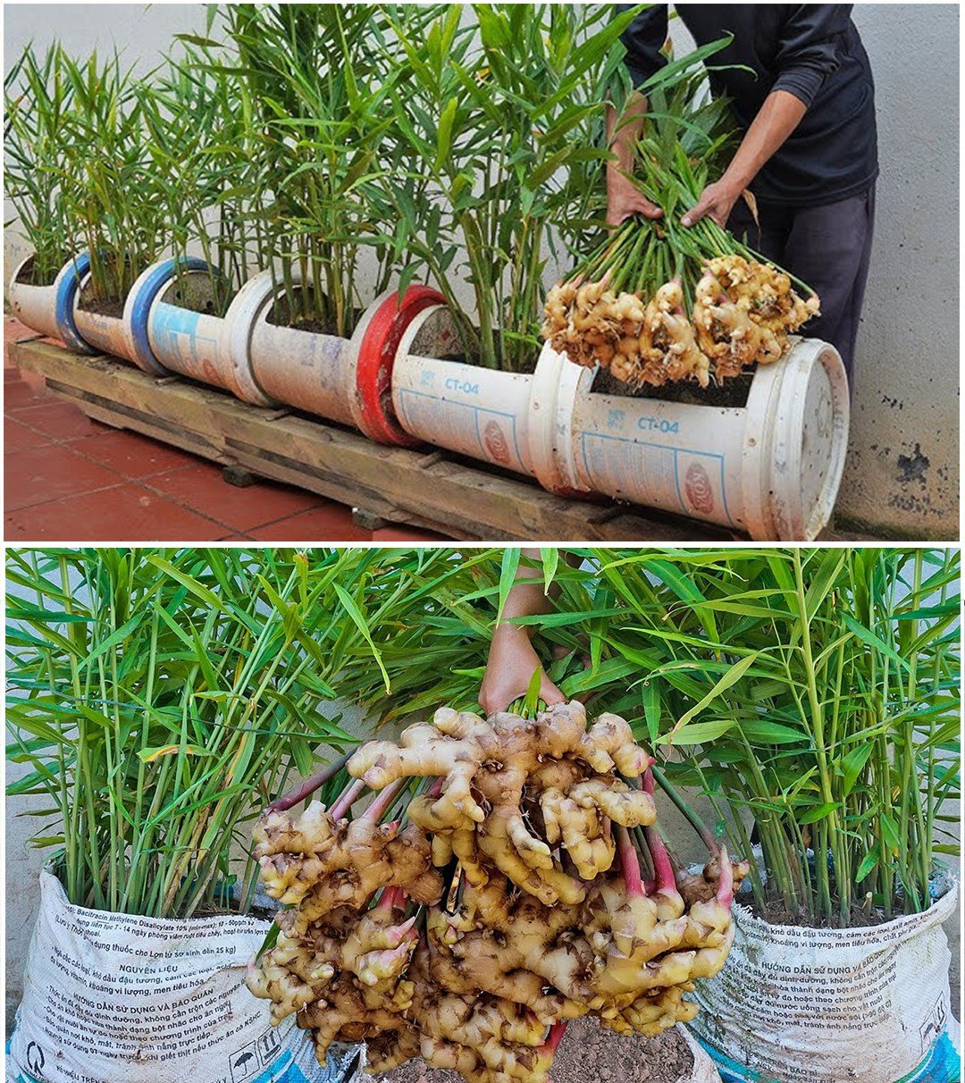How to Grow Ginger in Plastic Bags: The Secrets to Many Tubers