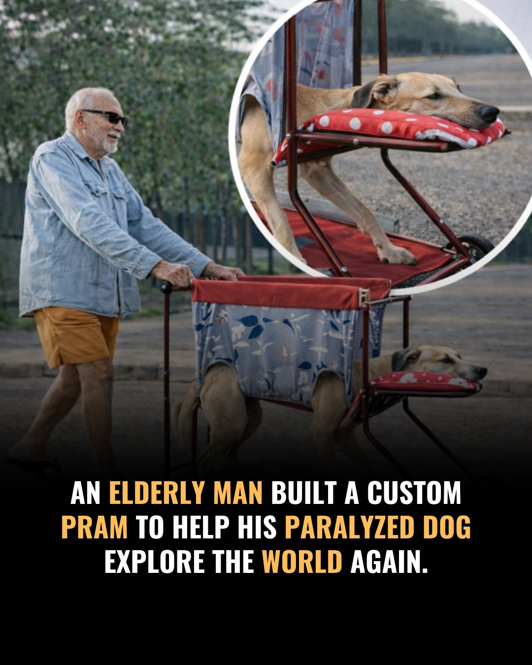 A QUIET WALK, A POWERFUL STORY OF LOYALTY AND LOVE